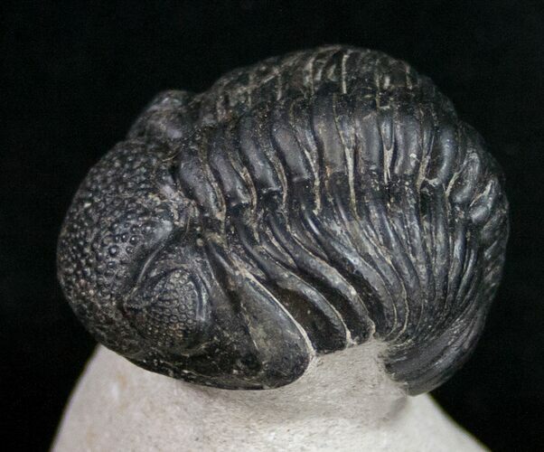 Arched Phacoped Trilobite - Mrakib, Morocco #10524